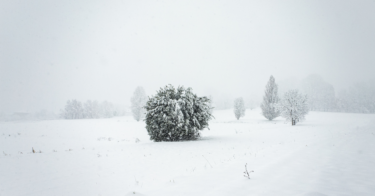 白い夜に、時間を飲む。雪の日に観たい映画 × 熟成ナチュラルワイン｜第2話